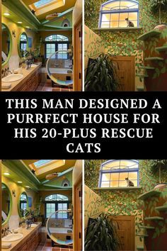 Jungle Images, Animals Rescue, Home Transformation, Amazing Funny Facts, Rescue Cats, Usa Art, House Inside, Cat Health, Indoor Cat