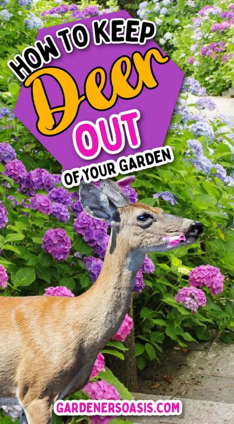 13 Ways To Keep Deer Out Of Your Garden Deer Proof Garden, Deer Eating, Irish Spring Soap, Deer Repellant, Perennial Ground Cover, Deer Proof, Shade Shrubs, Deer Resistant Plants, Fence Styles