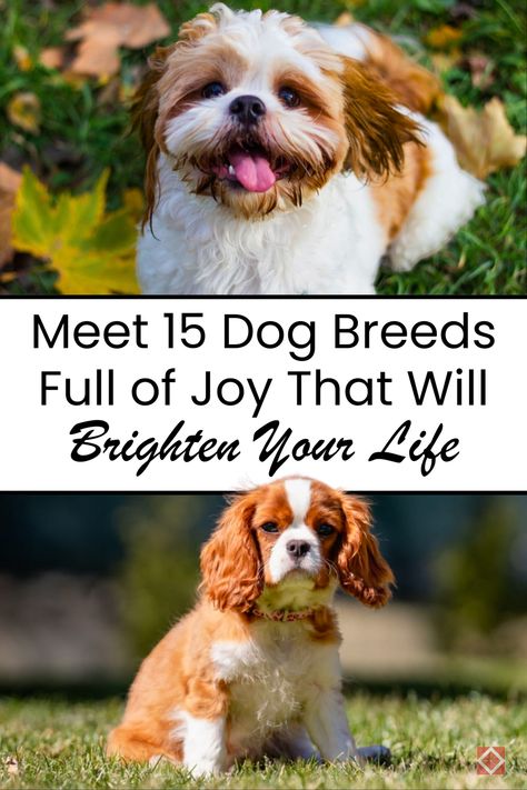 If you're searching for a dog that will brighten your day, look no further! These 15 happy-go-lucky dog breeds are full of love, energy, and joy. From wagging tails to playful barks, these dogs know how to lift your spirits and bring positivity to your life. Whether you're looking for a loyal friend or a new family member, these breeds are perfect for adding happiness to your day. Save this pin to explore the happiest dog breeds around! Loyal Dog Breeds, Friendly Dog Breeds, Lucky Dog, Love Energy, Different Dogs, Human Interaction, New Family, Full Of Love, Family Dogs