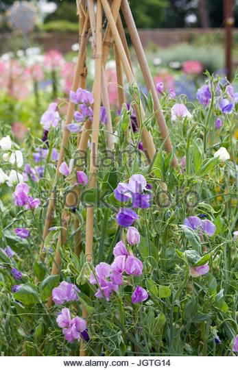 Supporting Sweet Pea Plants Stock Photos & Supporting Sweet Pea Plants Stock Images - Alamy Grow Sweet Peas, Pea Plants, Growing Sweet Peas, Sweet Pea Plant, Growing Sunflowers, Pea Plant, Sweet Pea Seeds, Sweet Pea Flowers, Growing Dahlias