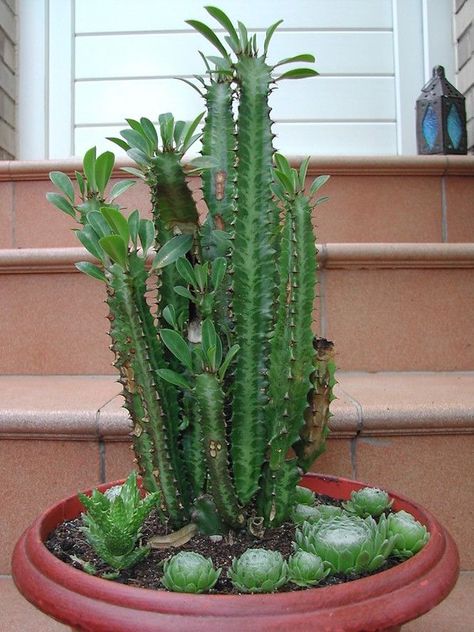 Euphorbia Trigona, African Milk Tree, Milk Plant, Cactus Light, Grafting Plants, Euphorbia Milii, Bush Plant, Indoor Plant Care, Succulent Gardening