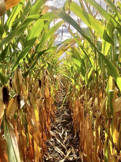 Iowa Farms, New Farm, Iowa, Plants