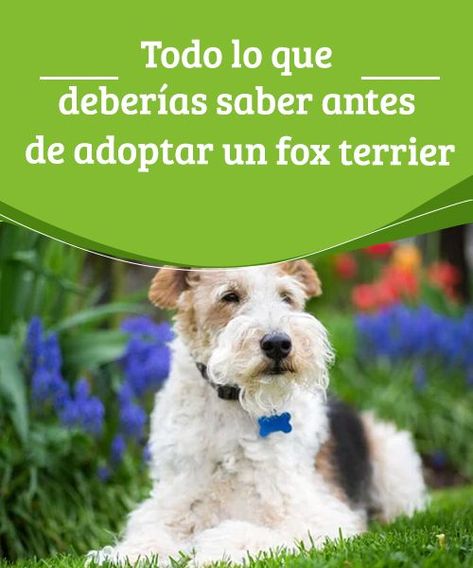 Fox Terrier Chileno, Fox Terriers, Fox Terrier, Fox, Dogs, Animals