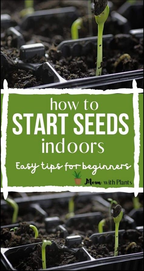 Starting Garden Seeds Indoors, When To Start Seeds Indoors, Start Garden, When To Start Seeds, Starting Seeds Inside, When To Plant Seeds, Planting Seeds Indoors, Start Seeds Indoors, Plant App