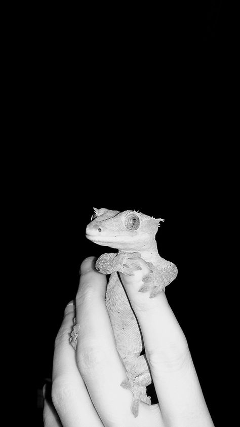 My crested gecko, Banana Butt Crested Gecko Wallpaper, Gecko Wallpaper, Gargoyle Gecko, Crested Geckos, Hognose Snake, Tiny Dinosaur, Gallery Ideas, Crested Gecko, Leopard Gecko