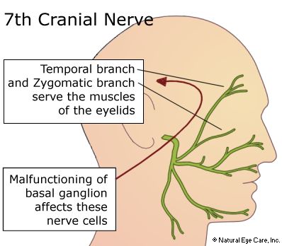 Left Eye Twitching, Eye Twitch, Eye Twitching, Eye Pain, Healthy Life Hacks, Health Guru, Medical School Essentials, Sciatic Nerve Pain, Sleep Remedies