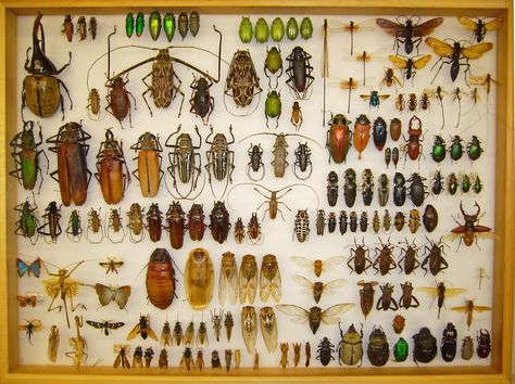 A bug's live (short but really beautiful) Insect Taxidermy, Bug Collection, Insect Collection, Cool Bugs, Vulture Culture, Creepy Crawlies, Arthropods, Crustaceans, Nature Collection