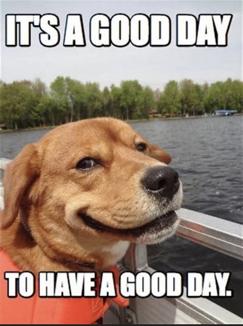 Good Day Meme, Saturday Memes, Saturday Humor, Funny Relationship Quotes, Slaap Lekker, Dog Quotes Funny, Good Morning Funny, Good Morning Sunshine, Morning Humor