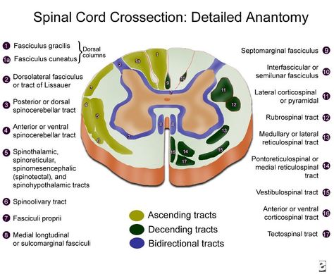 Spinal Cord Tracts Of Spinal Cord, Spinal Tracts, Spinothalamic Tract, Detailed Anatomy, Spinal Cord Anatomy, Anatomy Head, Nervous System Anatomy, Anatomy Organs, Gross Anatomy