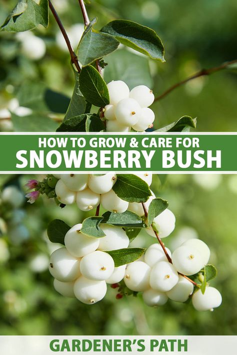 Winter Berry Bush, Snowberry Bush, Common Snowberry, Winterberry Bush, Snow Berries, White Spring Flowers, Pnw Garden, Peace Poles, Garden Notes