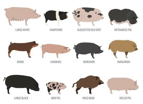 Pig Breeds, Gloucester, Pigs, Icon Set, Hampshire, Mammals, Different Types, Stock Illustration, Stock Vector