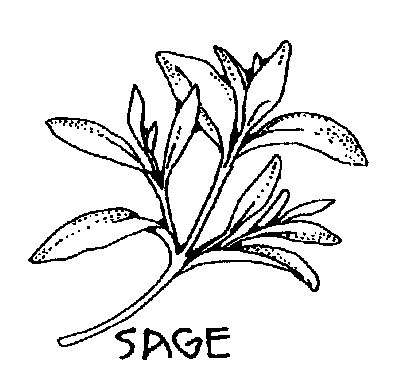 Sage 20clipart | Clipart Panda - Free Clipart Images Sage Herb, Plant Sketches, Herb Art, Sage Plant, Sage Smudging, Handpoke Tattoo, Leaf Illustration, Free Clipart Images, Sage Leaves