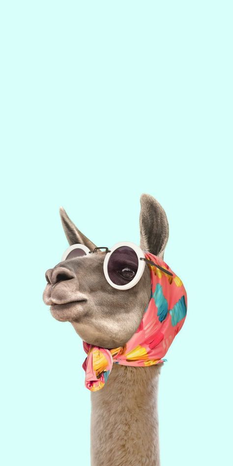 Llama, Dog Cat, Wallpapers, Sunglasses, Tela