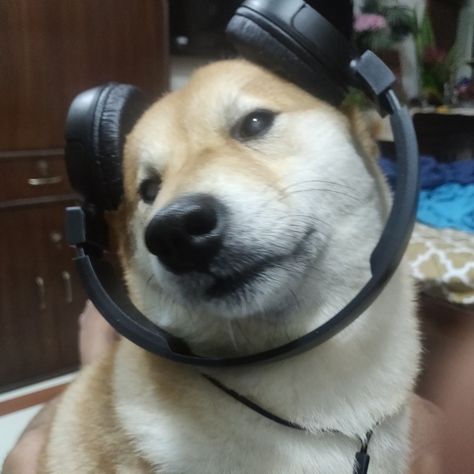 Dogs love music, the look, Animal Listening To Music, Dog Pfps, Dog Headphones, Dog Listening To Music, Dog Wearing Headphones, Emotional Confusion, Dog With Headphones, Silly Pfps, Playlist Pics