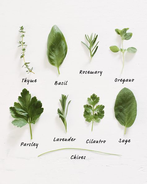 How to Grow Herbs | A Couple Cooks Growing Herbs In Pots, Couple Cooking, Healing Herbs, Growing Herbs, Planting Herbs, Medicinal Herbs, Herb Garden, Fresh Herbs, Green Thumb