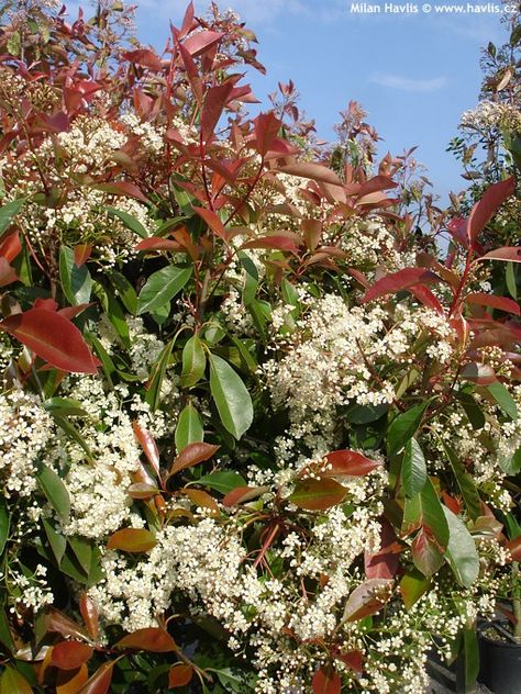 Photinia Red Robin Hedge, Red Robin Hedge, Photinia Fraseri Red Robin, Spirea Shrub, Photinia Red Robin, Hibiscus Shrub, Hedging Plants, Tiny White Flowers, Australian Native Garden