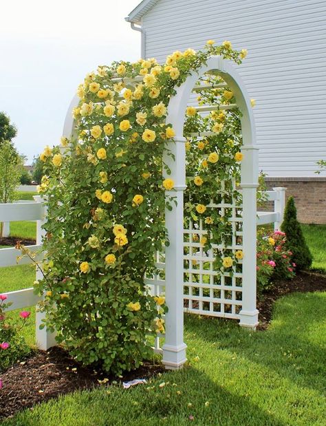 Climbing Roses Arch, Climbing Rose Arch, Hedge Archway, Rose Arches Garden, Rose Tunnel, Yellow Rose Garden, Yellow Climbing Rose, Climbing Roses Trellis, Rose Arch