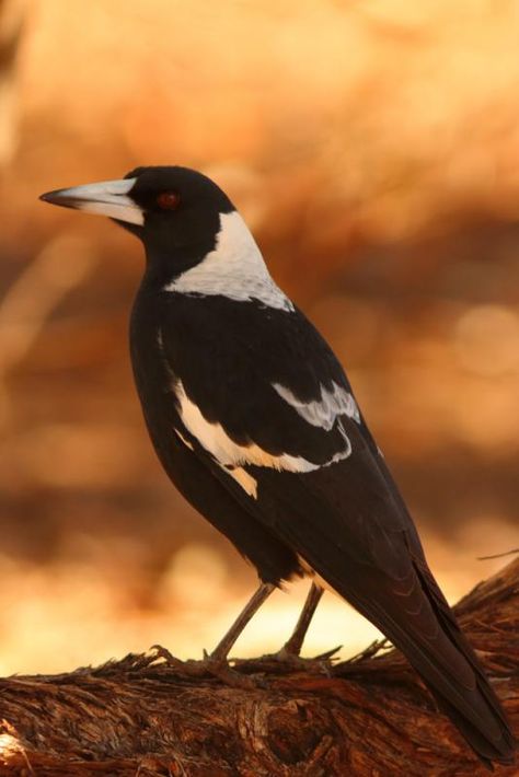 Magpie Australian, Jb Tattoo, Magpie Aesthetic, Corvid Species, Australian Magpie Art, Australian Magpie Photography, Red Billed Blue Magpie, Black Billed Magpie, Magpie Tattoo