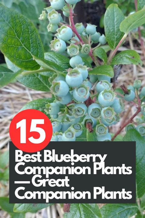 Enhance your blueberry garden with these 15 amazing companion plants! Discover the best companions that will help your blueberries thrive and produce abundant harvests. From beneficial pollinators to soil-enhancing plants, we've handpicked the top choices. Create a harmonious garden ecosystem and boost the health and productivity of your blueberries.  IG Photo by: jpdhort Blueberry Plants Gardening, Blueberry Companion Planting, Companion Plants For Blueberries, Where To Plant Blueberry Bushes, Strawberry Plant Companion, Blueberry Companion Plants, Insect Repellent Plants, Blueberry Gardening, Types Of Berries