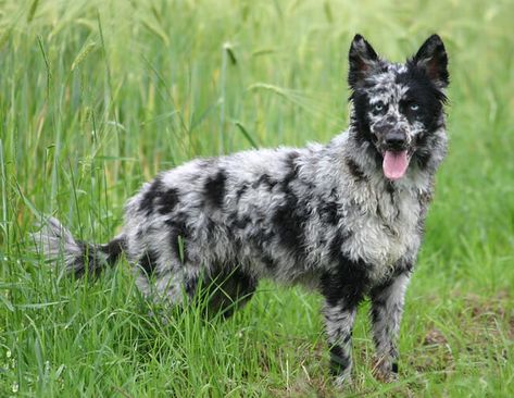 exotic dog breeds 26 (1) Mudi Dog, Herding Dogs Breeds, Rare Dogs, Dog Breeds List, Spotted Dog, Catahoula Leopard Dog, Rare Dog Breeds, Leopard Dog, Herding Dogs