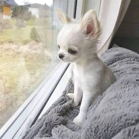 Chihuahua Videos, Psy Chihuahua, Chihuahua Training, Puppies Playing, Baby Chihuahua, Teacup Chihuahua, Cute Chihuahua, Chihuahua Love, Chihuahua Puppies