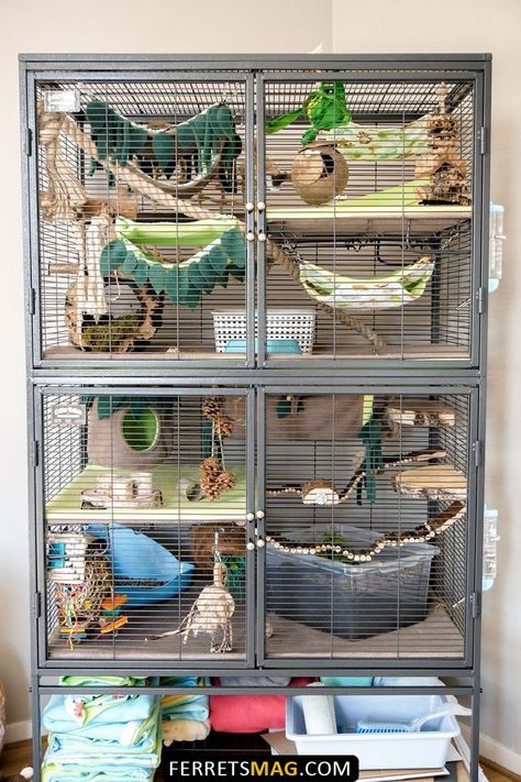 Rat Enrichment Ideas, Critter Nation Cage Ideas, Pet Rat Cages Ideas, Rat Cage Ideas Diy, Rat Cage Setup, Rat Enrichment, Rat Cage Ideas, Rat Cage Diy, Diy Rat Toys