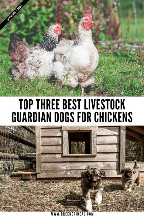 Are you looking for the best dog to watch over your small flock of chickens at home? Learn all about the three best livestock guardian dogs for chickens and what makes each one of them so great for your home! #farming #smallfarm #homesteding #homestead #dog #dogs #guardiandog #chicken #chickenfarming Home Farming, Livestock Guardian Dog Breeds, Best Farm Dogs, Guard Dog Breeds, Dog Bread, Best Guard Dogs, Livestock Guardian Dog, Livestock Guardian, Great Pyrenees Dog