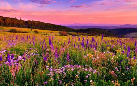 Pretty Landscapes Photography Horizontal, Beautiful Landscapes Horizontal, Flower Field Landscape Horizontal, Sunset Landscape Photography Horizontal, Landscape Photography Nature Horizontal, Flower Field Horizontal, Paisajes Aesthetic Horizontal, Landscape Photography Horizontal, Sunset Horizontal