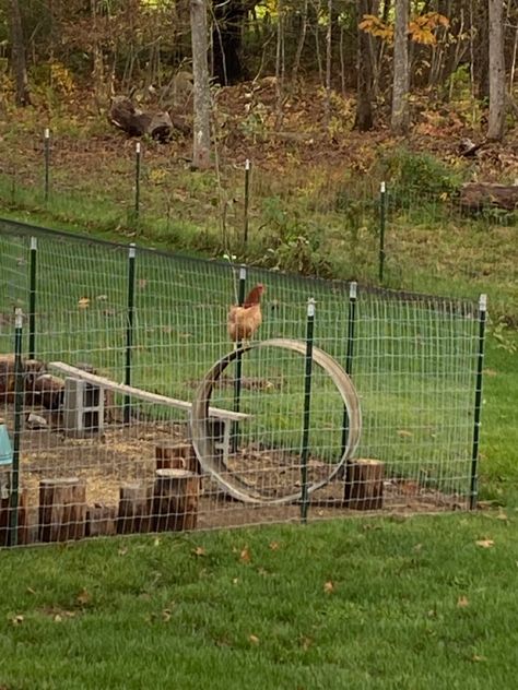 Unused items in the yard that have been repurposed for chicken enrichment! Chicken Jungle Gym, Chicken Enrichment, Chicken Coup, Jungle Gym, Home Appliances, Yard, Gym, Chicken, Quick Saves