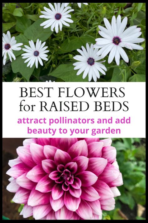 Flowers in Raised Beds: A Guide to Choosing and Growing Beautiful Blooms - Lettuce Grow Something Large Raised Flower Bed Ideas, Raised Garden Flower Beds Ideas, Flowers In Raised Garden Beds, Best Plants For Raised Beds, Best Flowers For Raised Flower Beds, Raised Flower Beds Planting, Raised Garden Bed Flowers, Flowers In Raised Beds, Raised Flower Beds Along Fence