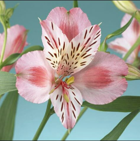 Flower Library, Peruvian Lily, Lilies Drawing, Foamiran Flowers, Peruvian Lilies, Woodland Flowers, Lily Painting, Floral Ornaments, Flower Collage