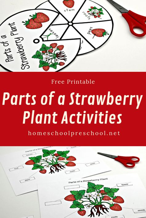 This summer, teach your kids about strawberries with this parts of a strawberry plant worksheet pack. It includes two printable activities! Strawberry Life Cycle, Plant Worksheet, Life Cycle Worksheet, Strawberry Crafts, Sensory Activities For Preschoolers, Plants Worksheets, Daycare Themes, Lemon Crafts, Strawberry Plant