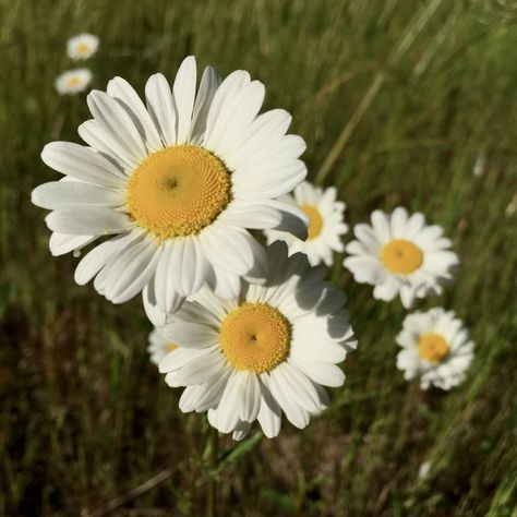 Oxeye Daisy, Sunflower Illustration, Chronic Cough, Daisy Girl, Garden Borders, Gorgeous Gardens, Nature Trail, One Tree, Chrysanthemum