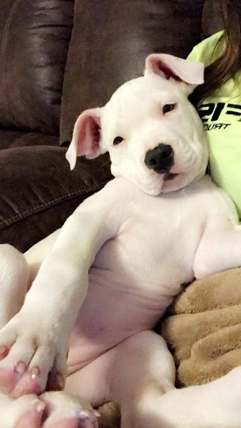 #white #pitbull #puppy White Pitbull Puppy, Bacon Pictures, White Pitbull Puppies, White Pitbull, Pitbull Puppy, 7 Deadly Sins, Very Cute Dogs, Pitbull Puppies, Beautiful Horses