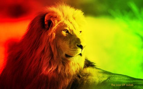 <3 Morgan Heritage, Reggae Mix, Judah And The Lion, Rasta Art, Busy Signal, Bob Marley Art, True Vine, Rasta Lion, Jamaican Culture