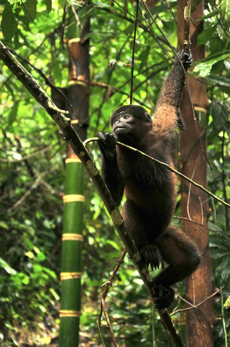 Wooly Monkey In The Amazonia Of Ecuador  Free Stock Photo and Image 32662583 Woolly Monkey, Outline Pictures, Intro Youtube, Business Cards And Flyers, Photo Stickers, Text Animation, Creative Images, Instagram Ads, Printing Business Cards