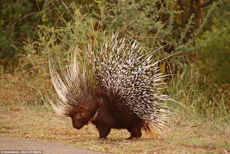 The porcupine raises its sharp quills in victory. Crested porcupines like the one in the p... Crested Porcupine, African Hunting Dog, South Africa Wildlife, Dog Skull, Africa Wildlife, Nocturnal Animals, Animal Puzzle, Pet Rocks, African Wildlife