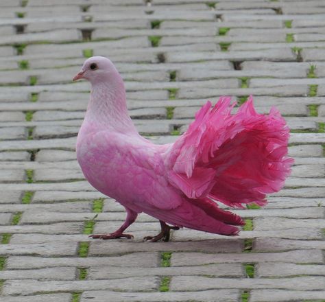 Beautiful creature ,The pink pigeon is a very rare bird found on the island of Mauritius in the Indian Ocean . Fantail Pigeon, Rainbow Animals, Pink Pigeon, Rainforest Birds, Pink Animals, Rare Birds, Bird Supplies, Pink Bird, Nature Birds