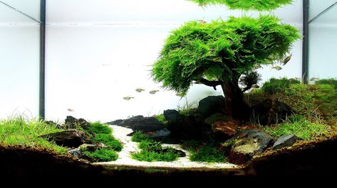 Aquascaping Elements: Planted Aquarium Substrate • AquascapingLove.com Modern Aquarium, Aquascape Design, Aquarium Landscape, Nature Aquarium, Aquascape Aquarium, Aquarium Ornaments, African Cichlids, Saltwater Tank, Aquarium Design