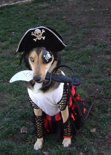 dog pirate Vampire Dog Costume, Cat Pirate Costume, Medieval Dog Costume, Dog Custom Halloween, Pirate Dog, Dog Pirate Costume, Pirate Halloween Costumes, Pirate Halloween, Pet Halloween Costumes