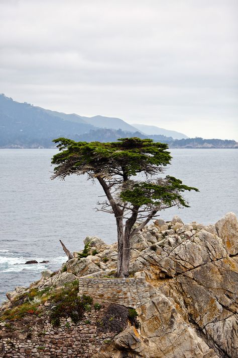 A Quick Guide to the 17 Mile Drive Monterey + Trip Giveaway 17 Mile Drive, Monterey Peninsula, Rv Adventure, See World, Monterey Bay Aquarium, Monterey California, Beach Golf, Travel Photography Tips, Monterey Bay