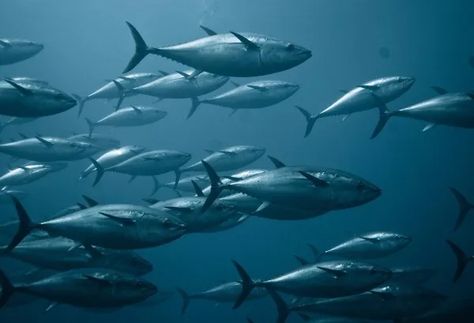 Bluefin quota disappoints EU fishermen ... Atlantic Bluefin Tuna, Fish Allergy, Bluefin Tuna, Drawing Competition, Italy Landscape, Tuna Fish, White Sharks, Ocean Life, Deep Sea