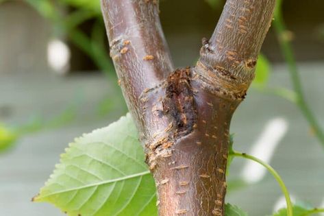 Blossom End Rot: What It Is and How to Prevent It From Happening Plants Propagation, Plum Varieties, Organic Fungicide, Pruning Plants, Homestead Life, Growing Fruit Trees, Homestead Ideas, Sustainable Gardening, Perennial Vegetables