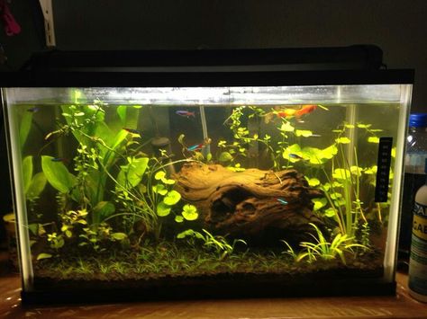 10 Gallon Fish Tank Stand, 10 Gallon Tank Ideas, Planted Aquarium Ideas, 10 Gallon Aquarium, Unique Fish Tanks, 10 Gallon Fish Tank, Fish Aquarium Decorations, Aquarium Architecture, Fish Tank Filter