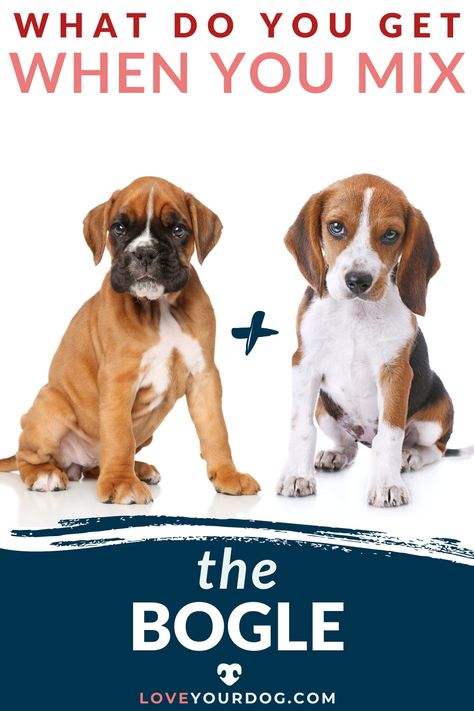 The lively and cheerful Beagle and the sweet and caring Boxer create the Bogle; a guard dog with a heart of gold. Will this smart, strong nanny dog be the perfect companion? This post will serve as your guide! #LoveYourDog #BoxerDogMix #BeagleMix #Bogle #ILoveBeagles #ILoveBoxers #LargeMixDogBreeds #MediumMixDogBreeds Boxer Beagle Mix, Boxer Mix Puppies, Nanny Dog, Corgi Puppies, Welsh Corgi Puppies, Guard Dog, Corgi Funny, Boxer Mix, Beagle Mix