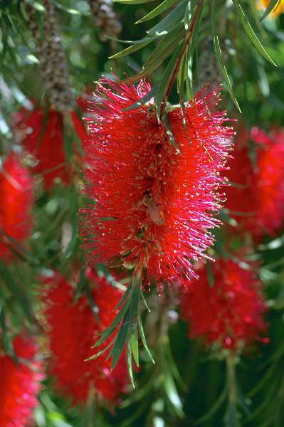 Callistemon subulatus Water Wise Plants, Diy Garden Bed, Australian Native Garden, Bottle Brush Tree, Australian Native Plants, Brush Tree, Garden Angels, Ornamental Trees, Native Garden