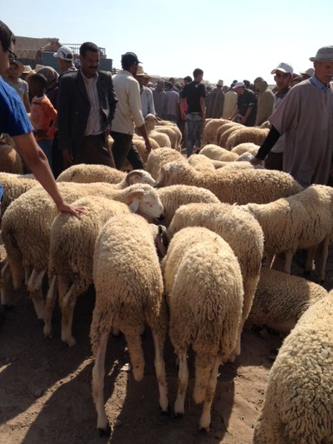 Eid al Adha in Morocco: MarocMama {Parenting and Faith on Alldonemonkey.com} Eid Adha, Holidays Around The World, Natural Parenting, My Sons, Global Citizen, Childrens Games, Eid Al Adha, Spiritual Path, World Cultures