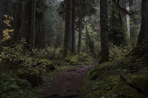 Dark Naturalism, Dark Forest Aesthetic, Temperate Rainforest, Forest Path, Fantasy Forest, Landscape Pictures, Environment Concept Art, Dark Forest, Nature Aesthetic