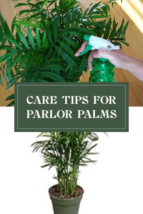 Wondering how to care for your beloved parlor palm? These elegant plants, also known as Chamaedorea elegans or Neanthe Bella Palms, thrive with minimal effort. You'll need bright, indirect sunlight and a simple watering schedule—usually every 1-2 weeks, allowing the soil to dry out in between. Let's take a look at common care tips and solutions for potential pests or issues that can arise. Create a lush indoor oasis with the timeless beauty of parlor palms and enjoy fresh air in your home. Care For Palm Trees House Plants, Palm Plant Care, Elegant Plants, Parlour Palm, Chamaedorea Elegans, Indoor Oasis, Indoor Palms, Live Indoor Plants, Parlor Palm