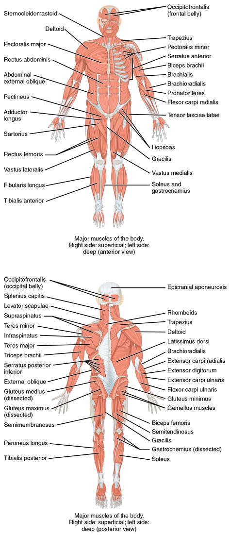 On the anterior and posterior views of the muscular system above, superficial muscles (those at the surface) are shown on the right side of the body while deep muscles (those underneath the superficial muscles) are shown on the left half of the body. For the legs, superficial muscles are shown in the anterior view while the posterior view shows both superficial and deep muscles. Muscular System Labeled, Skeletal Muscle Anatomy, Human Body Muscles, Human Body Diagram, Body Muscle Anatomy, Muscular System Anatomy, Human Muscular System, Muscle Diagram, Human Muscle Anatomy